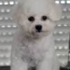 Bichon Frise puppies photo 4