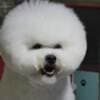 Bichon Frise puppies photo 6
