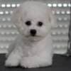 Bichon Frise puppies photo 7