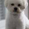 Bichon Frise puppies photo 8
