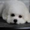 Bichon Frise puppies photo 9