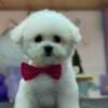 Bichon Frise puppies photo 10