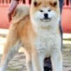 Akita Inu photo 1