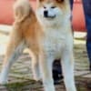Akita Inu photo 2