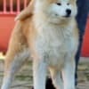 Akita Inu photo 4