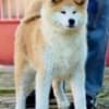 Akita Inu photo 5