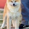 Akita Inu photo 6