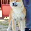 Akita Inu photo 7