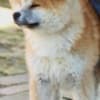 Akita Inu photo 8
