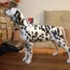 Dalmatian Puppies photo 2