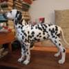 Dalmatian Puppies photo 3
