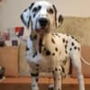 Dalmatian Puppies photo 4