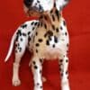 Dalmatian Puppies photo 6