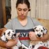 Dalmatian Puppies photo 10