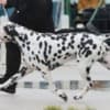 Dalmatian Puppies photo 15
