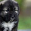Caucasian Shepherd Dog – Beautiful Puppies photo 1