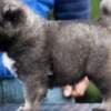 Caucasian Shepherd Dog – Beautiful Puppies photo 5