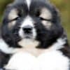 Caucasian Shepherd Dog – Beautiful Puppies photo 6
