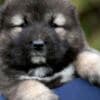 Caucasian Shepherd Dog – Beautiful Puppies photo 7