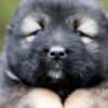 Caucasian Shepherd Dog – Beautiful Puppies photo 9