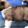 Caucasian Shepherd Dog – Beautiful Puppies photo 10