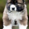 Caucasian Shepherd Dog – Beautiful Puppies photo 11