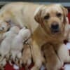 Labrador Retriever Puppies photo 1