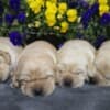 Labrador Retriever Puppies photo 2