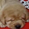 Labrador Retriever Puppies photo 3
