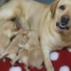 Labrador Retriever Puppies photo 4