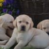 Labrador Retriever Puppies photo 5