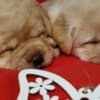 Labrador Retriever Puppies photo 6