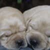 Labrador Retriever Puppies photo 7