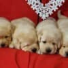 Labrador Retriever Puppies photo 8