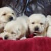 Labrador Retriever Puppies photo 9
