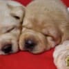 Labrador Retriever Puppies photo 10