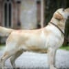 Labrador Retriever Puppies photo 11