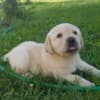 Labrador Retriever Puppies photo 12