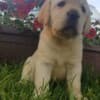 Labrador Retriever Puppies photo 13