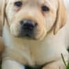 Labrador Retriever Puppies photo 14
