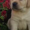 Labrador Retriever Puppies photo 15
