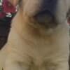 Labrador Retriever Puppies photo 16