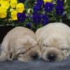 Labrador Retriever Puppies photo 17