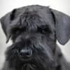 Miniature Schnauzer Black Puppies photo 1