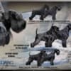 Miniature Schnauzer Black Puppies photo 2