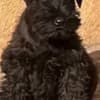 Miniature Schnauzer Black Puppies photo 3