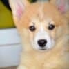 Welsh Corgi Pembroke puppies photo 1