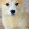 Welsh Corgi Pembroke puppies photo 2