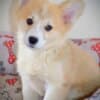 Welsh Corgi Pembroke puppies photo 3