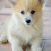 Welsh Corgi Pembroke puppies photo 4